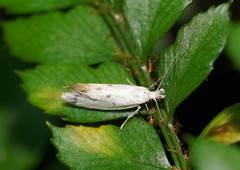 Thema argoptera
