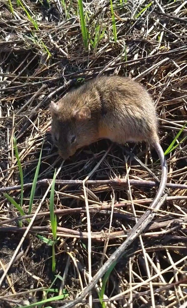 Chacoan Marsh Rat