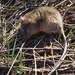 Chaco Marsh Rat - Photo (c) Tomás Tamagno, some rights reserved (CC BY), uploaded by Tomás Tamagno