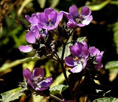Tarasa capitata