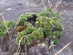 Eudema nubigena