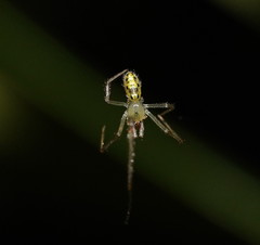 Thwaitesia nigronodosa