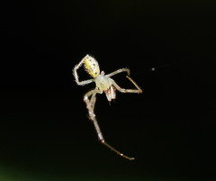 Thwaitesia nigronodosa