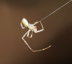 Thwaitesia nigronodosa