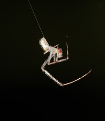 Thwaitesia nigronodosa