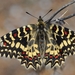 Spanish Festoon - Photo (c) winu, some rights reserved (CC BY-NC), uploaded by winu