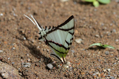 Protesilaus protesilaus