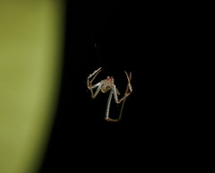 Thwaitesia nigronodosa
