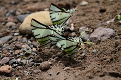 Protesilaus protesilaus