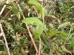 Magnoliopsida