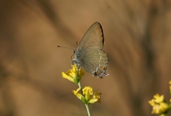 Satyrium ilicis