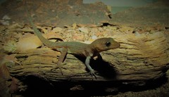 Gymnodactylus darwinii
