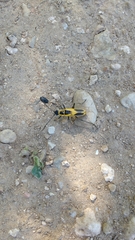 Chauliognathus scutellaris