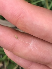 Taraxacum officinale image