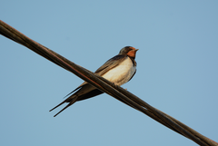 Hirundo rustica