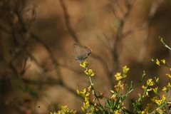 Satyrium ilicis