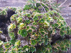 Eudema nubigena