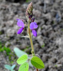 Desmodium subsericeum