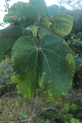 Mimosa colombiana