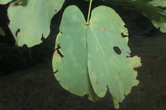 Mimosa colombiana