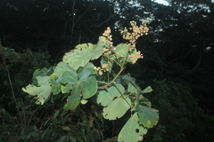 Mimosa colombiana