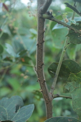 Mimosa colombiana