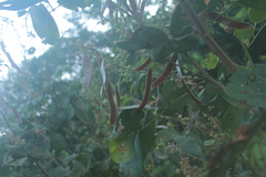 Mimosa colombiana