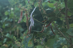 Mimosa colombiana