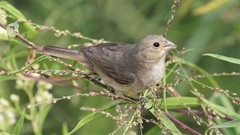 Sporophila caerulescens
