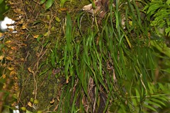 Haplopteris ensiformis