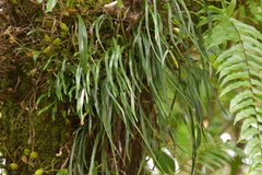 Haplopteris ensiformis