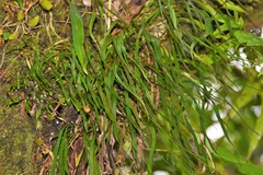 Haplopteris ensiformis