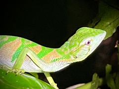 Polychrus gutturosus