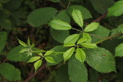 Rubus ibericus
