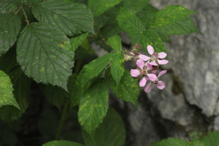Rubus ibericus