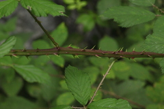 Rubus ibericus