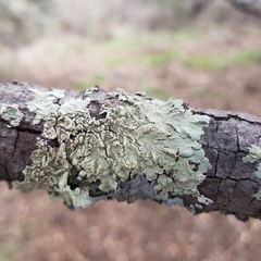Flavoparmelia soredians