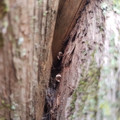 Lenzitopsis oxycedri