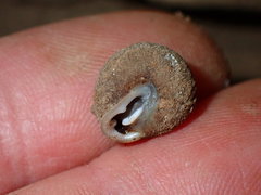 Inflectarius inflectus