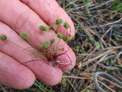 Isolepis hystrix