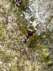 Polyrhachis bihamata