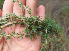 Cliffortia ericifolia