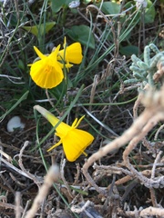 Narcissus obesus