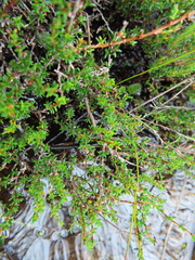 Cliffortia ericifolia