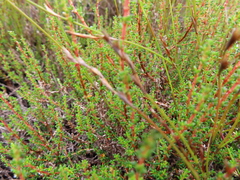 Cliffortia ericifolia