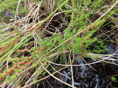 Cliffortia ericifolia