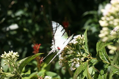 Protesilaus protesilaus