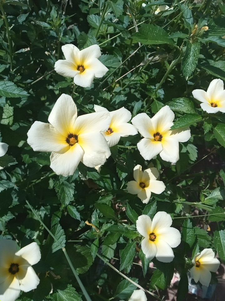 Turnera subulata