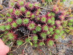 Limonium kraussianum