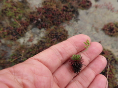 Limonium kraussianum